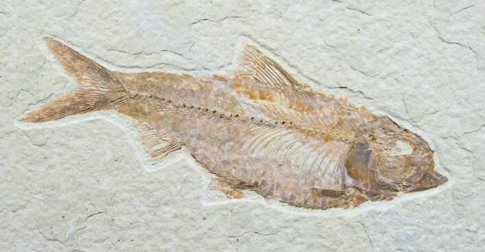 Knightia Fossil Fish - Wyoming #7591